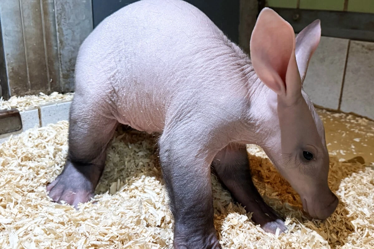 Mit Rüssel und Riesenohren: Nachwuchs bei den Frankfurter Erdferkeln