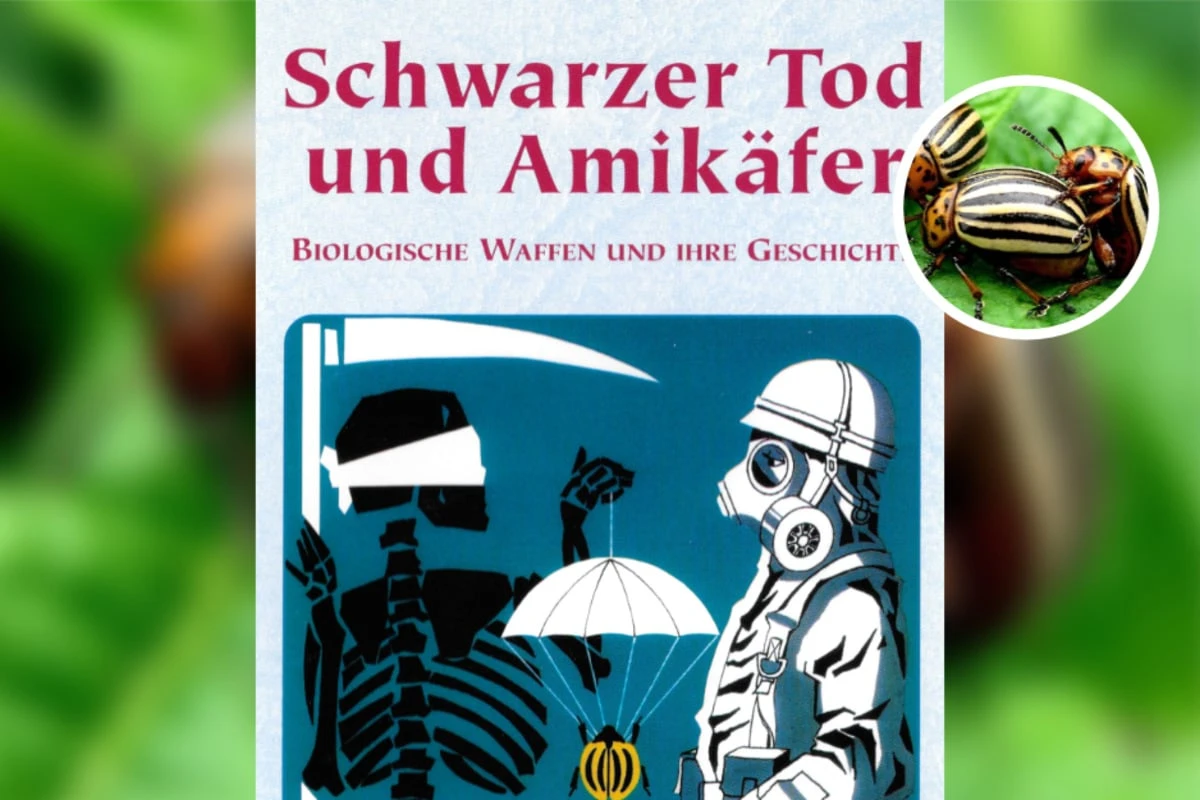 Heute vor 76 Jahren: Rätselhafte Käferplage - Was wirklich hinter dem Amikäfer steckte