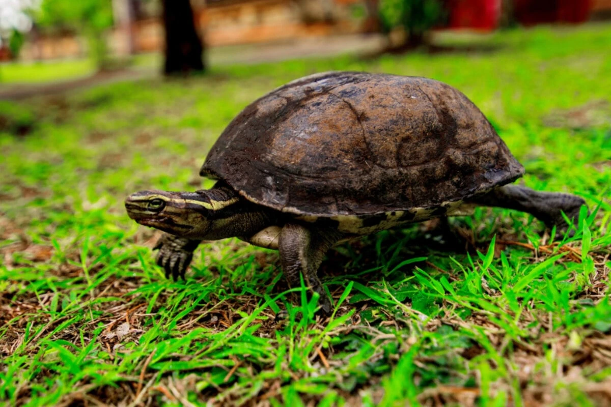 Schildkröten im Tempo-Check: Wie schnell sind sie wirklich?