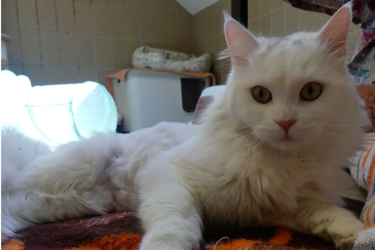 Kater kommt in schlimmem Zustand ins Tierheim, jetzt soll für den Perser-Mix alles gut werden