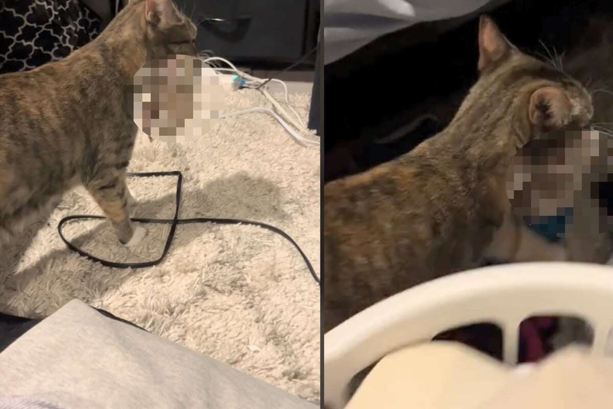 Katze folgt Besitzerin in Nebenraum: Als diese sieht, was die Samtpfote im Maul hat, ist sie verzückt