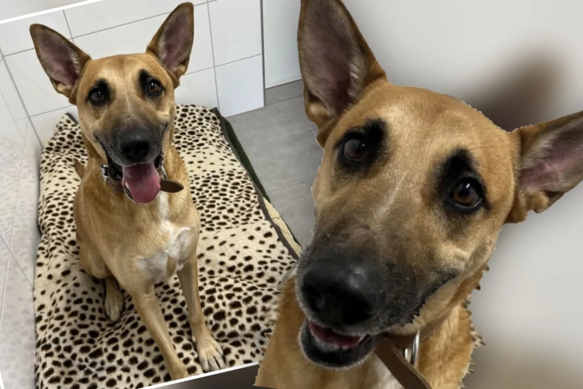 Missverstanden und allein gelassen: Hündchen Sam hat nur einen großen Wunsch