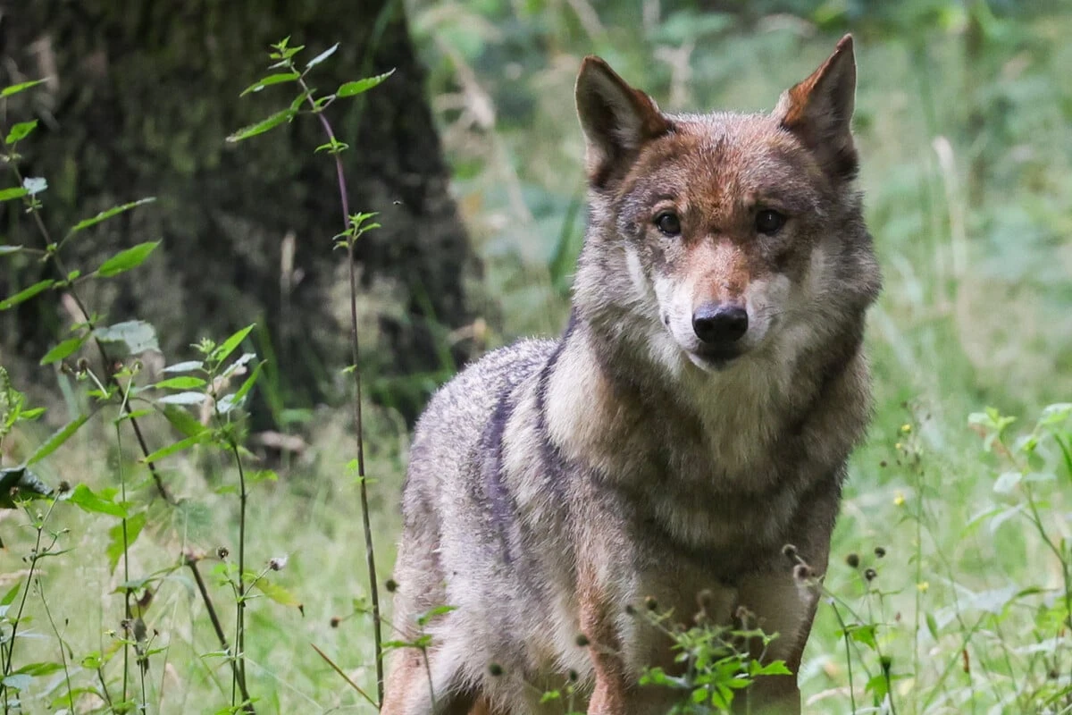 Nach dem Fund mehrerer vergifteter Wölfe: Spürhunde sollen jetzt Täter aufdecken