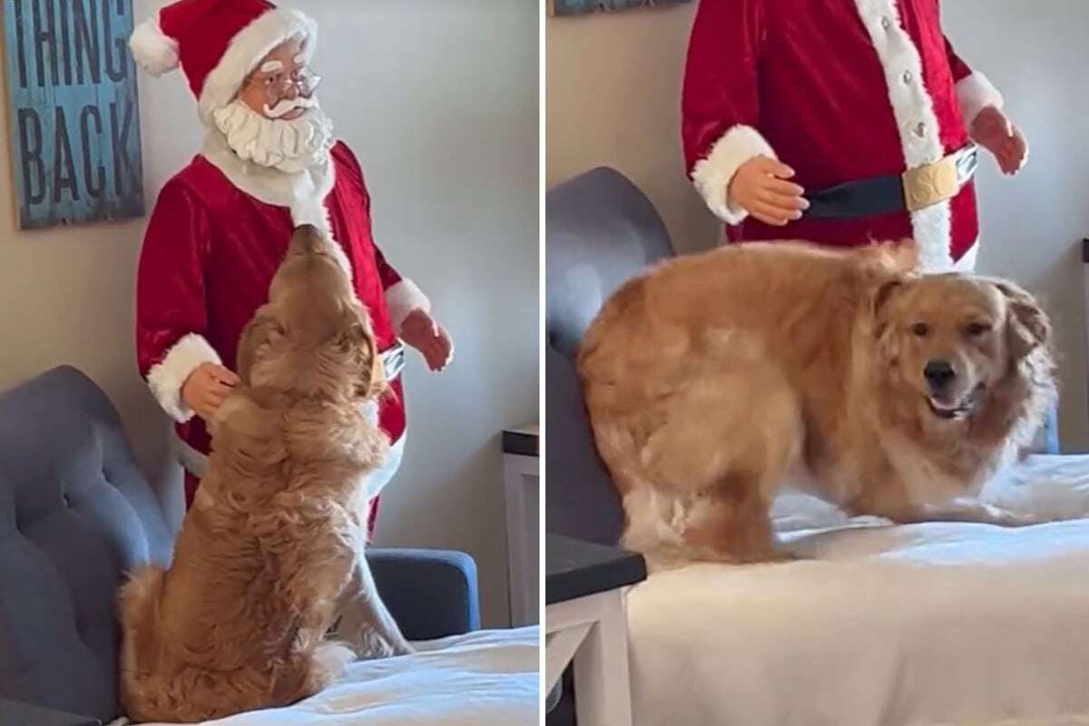 Golden Retriever trifft auf Weihnachtsmann: Was er dann tut, amüsiert so viele