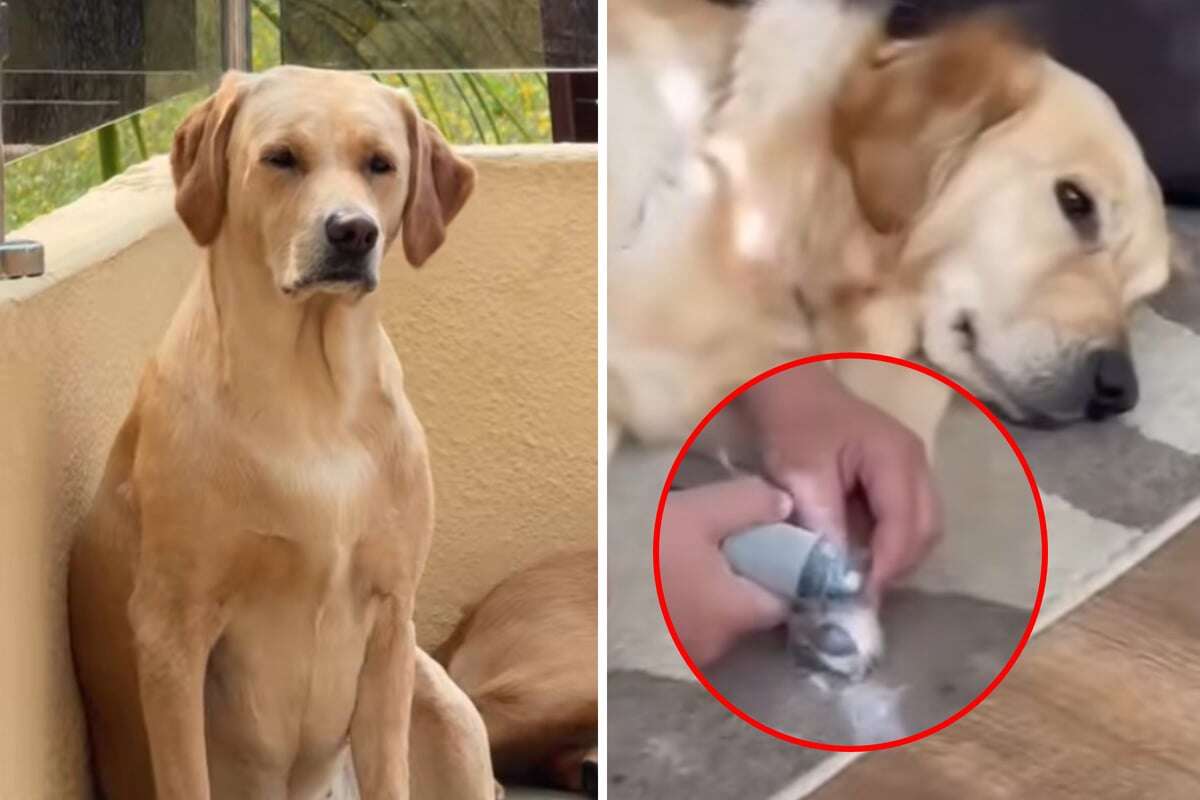 Golden Retriever werden Krallen geschnitten: Reaktion von Labrador bringt alle zum Lachen