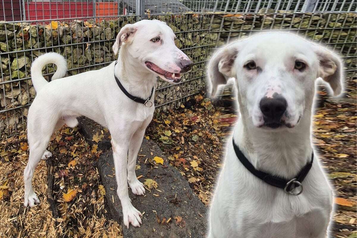 Besitzer wurde krank, nun ist Hund 