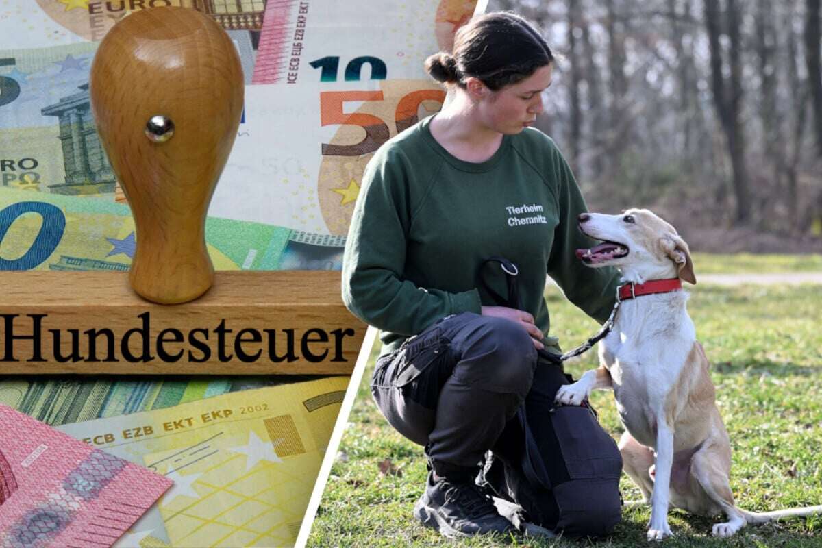 Finanzloch in Chemnitz: Hundehalter sollen bald mehr zahlen