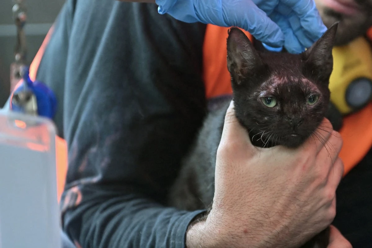 Katze aus den Trümmern der tödlichen Erdbeben in Venezuela gerettet: 
