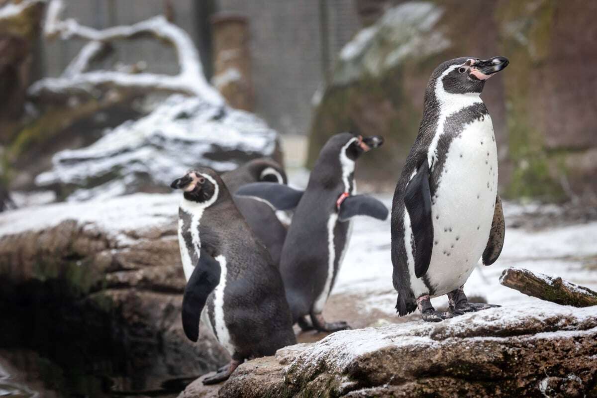 Tierisches Liebesglück in Sachsen: Pinguine bleiben ein Leben lang zusammen