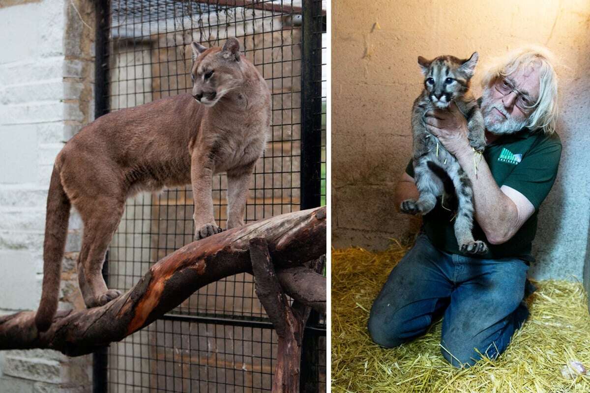 Puma zerfleischt Halter das Bein: Schwerer Zwischenfall in umstrittenen Privatzoo