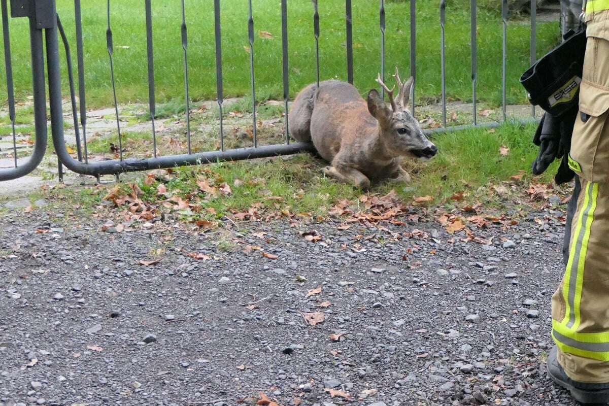 Rettungseinsatz am Ar***: Rehbock bleibt mit Hintern in Zaun stecken