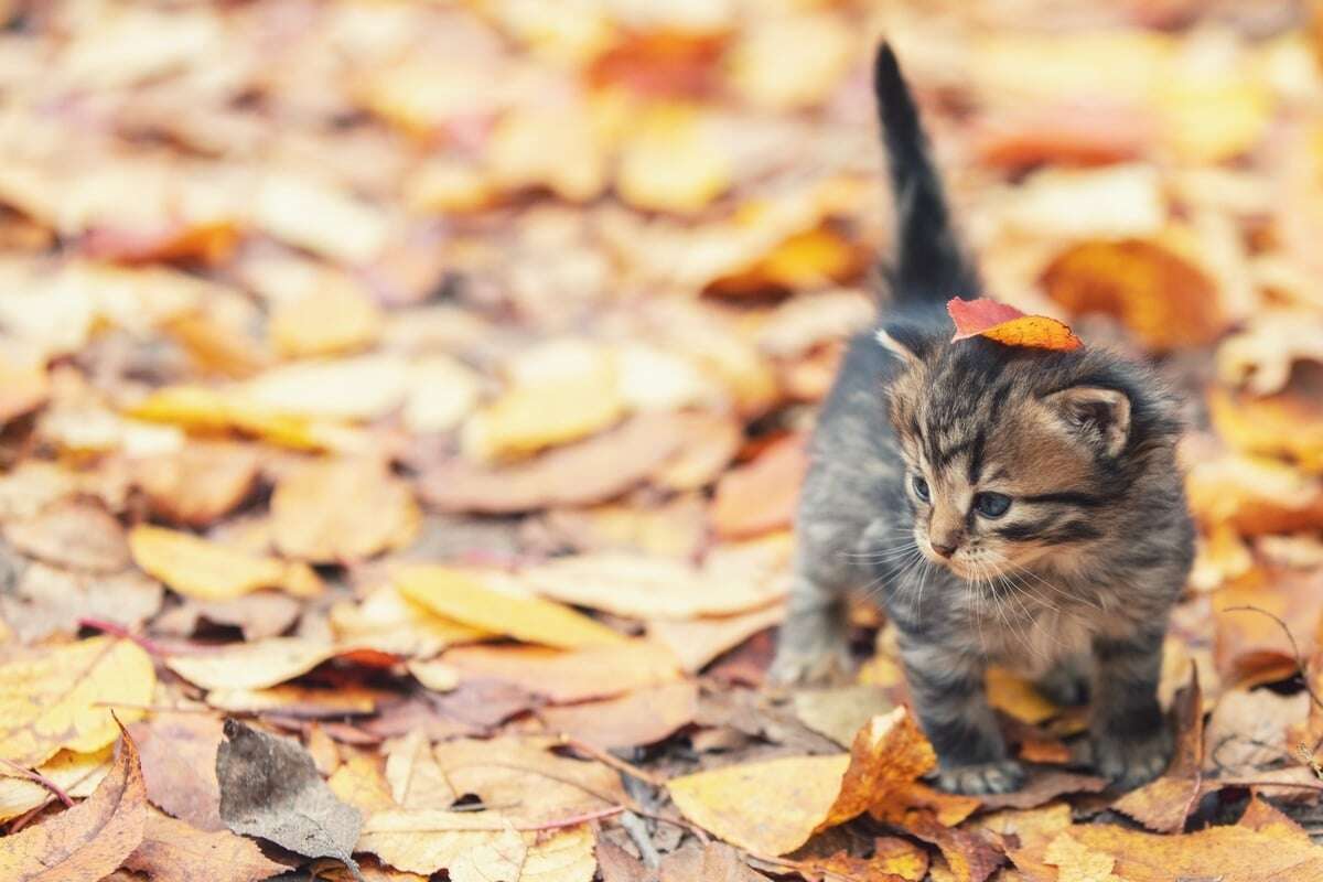 Sind Herbstkatzen wirklich die 