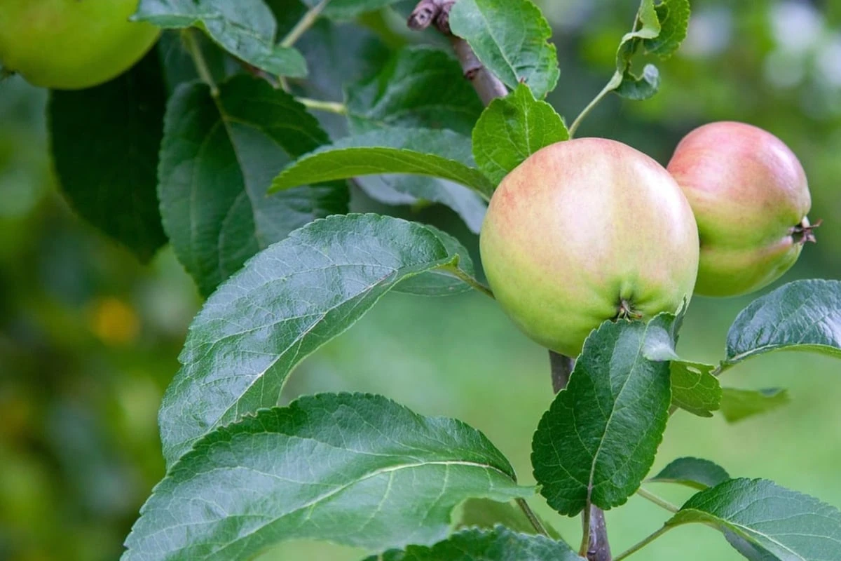 Enttäuschende Ernte oder warum trägt der Apfelbaum nur kleine Äpfel?