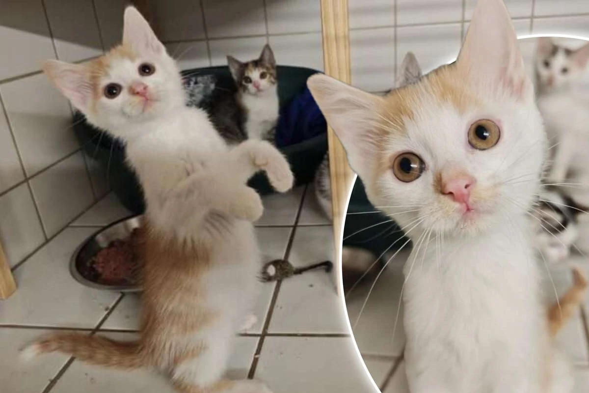 Tierheim-Kater wartet auf sein Glück: Benito träumt von einer eigenen Familie