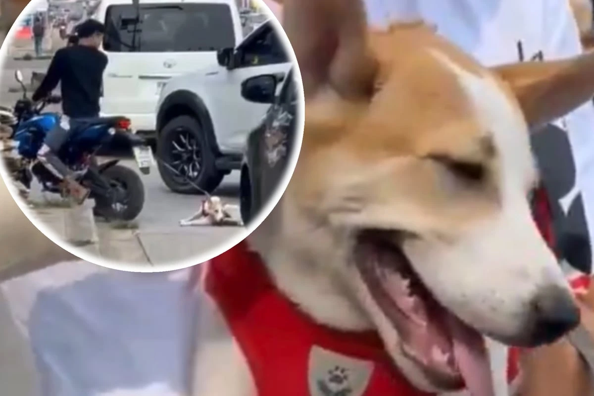 Nach Streit: Mann rächt sich brutal am Hund seines Freundes