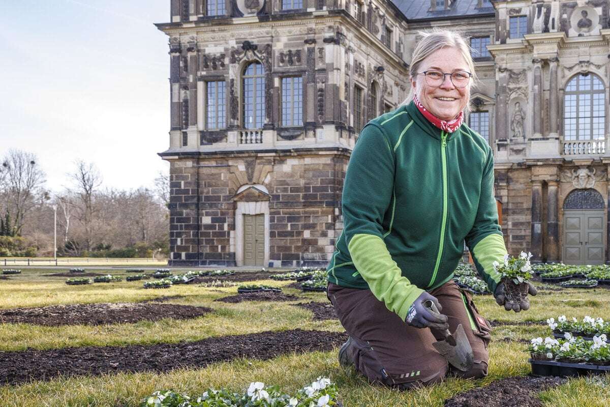 Tausende Stiefmütterchen, Tulpen und Narzissen: Im Großen Garten ist der Frühling eingezogen