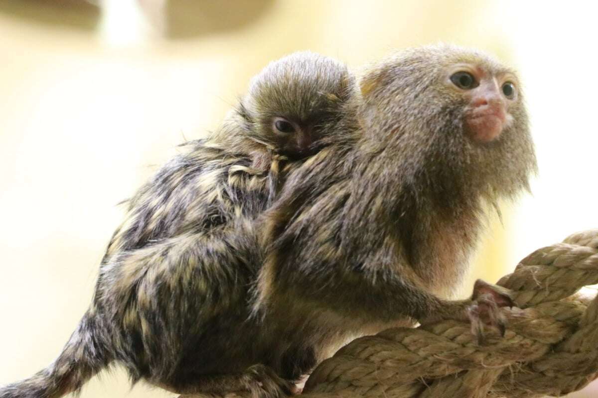 15 Gramm Gewicht! Süßer Nachwuchs im Tierpark Chemnitz