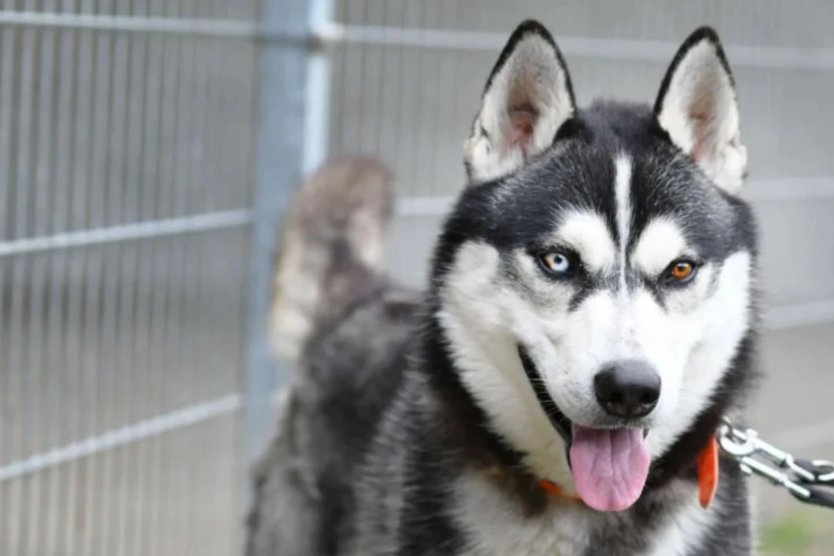 Husky-Mischling Kolja würde sogar seine Freundin für ein neues Zuhause verlassen