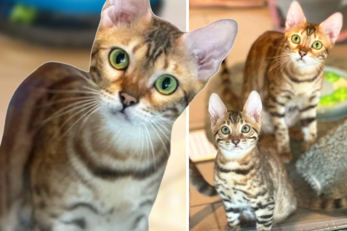 Katzenmama kommt mit Bengal-Babys ins Heim: Happy End für Wild-Familie?