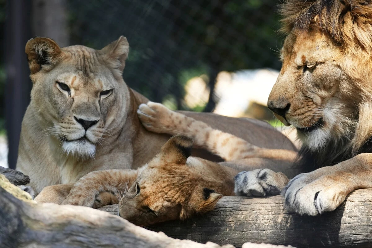 Seit Jahrzehnten in freier Wildbahn ausgestorben: Zoo freut sich über seltenen Löwen-Zuwachs