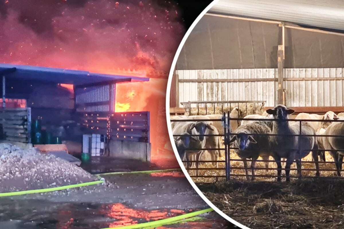 Flammen-Meer erleuchtet Nachthimmel - Hunderte Tiere in Gefahr!