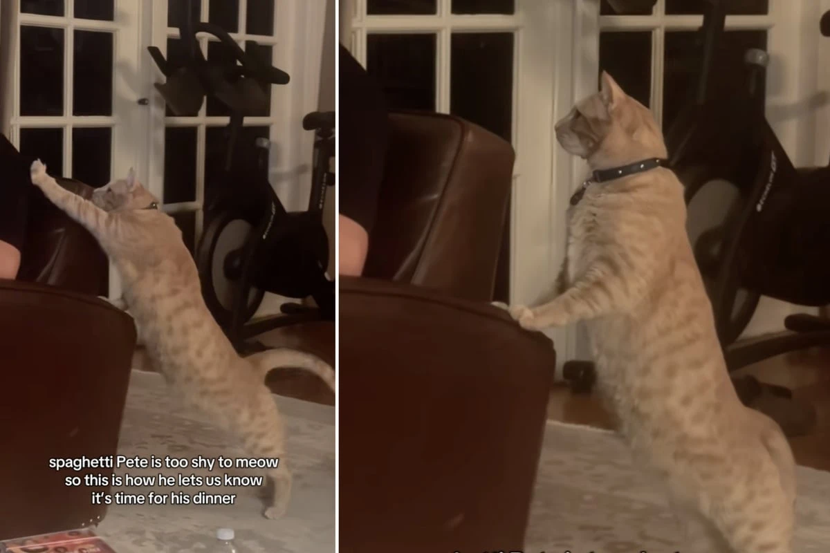 Kater miaut nicht: Was er stattdessen tut, ist zum Dahinschmelzen