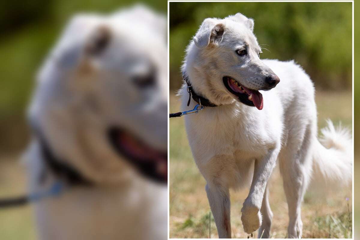 Arion wurde als Labrador vermittelt, das erwies sich als schwerer Fehler