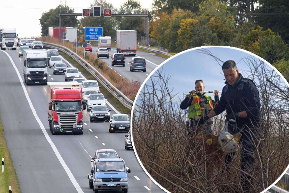 Mu(h)tig? Kälbchen rennt auf A4 - Polizei geht auf Jagd