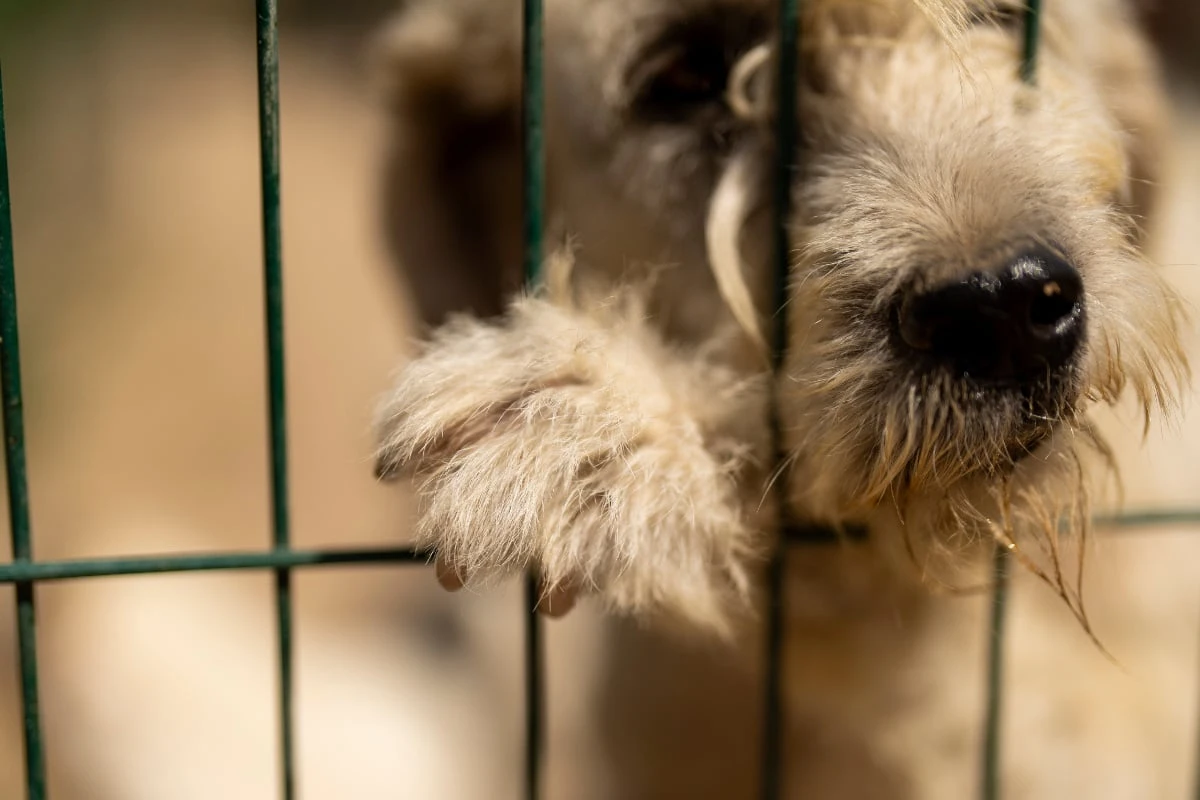 Immer mehr Problem-Hunde in Deutschland: Woran liegt das?