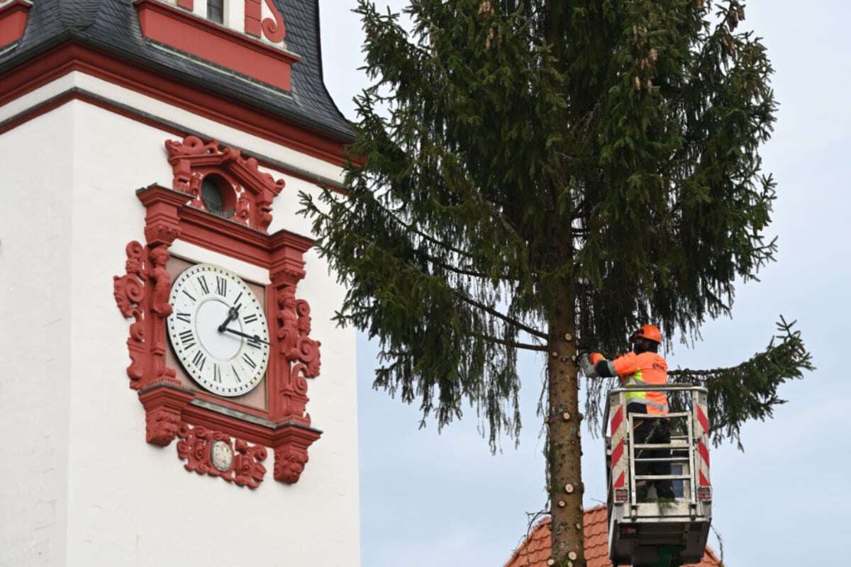 Mit der Kettensäge filetiert und abtransportiert: Chemnitzer Weihnachtsfichte ist Geschichte