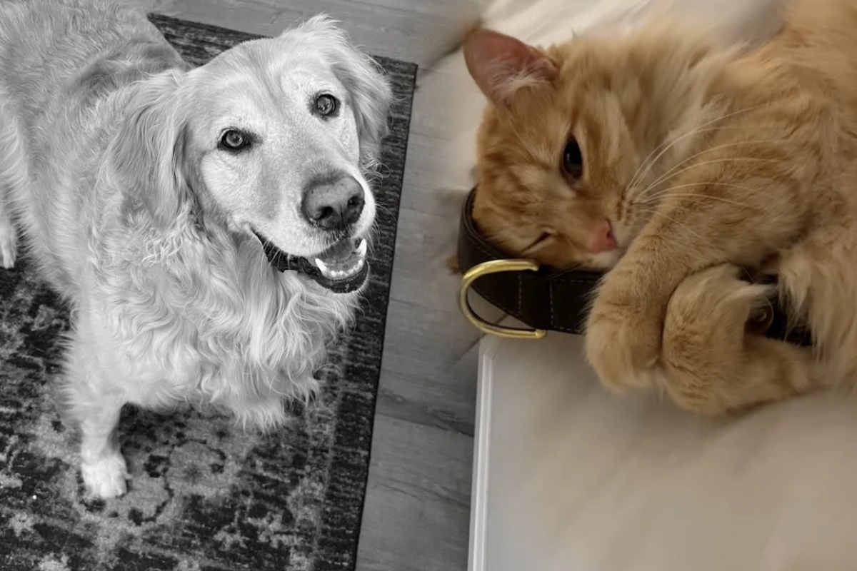 Hund verstarb vor einem halben Jahr: Was Katze seit Tod ihres besten Freundes tut, rührt alle zu Tränen