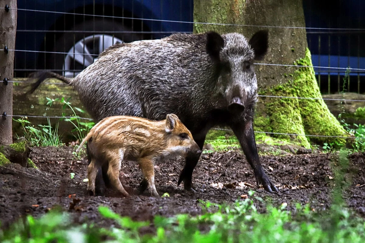 Zum Brüllen: Berliner Wildschweine erhalten verballhornte Promi-Namen