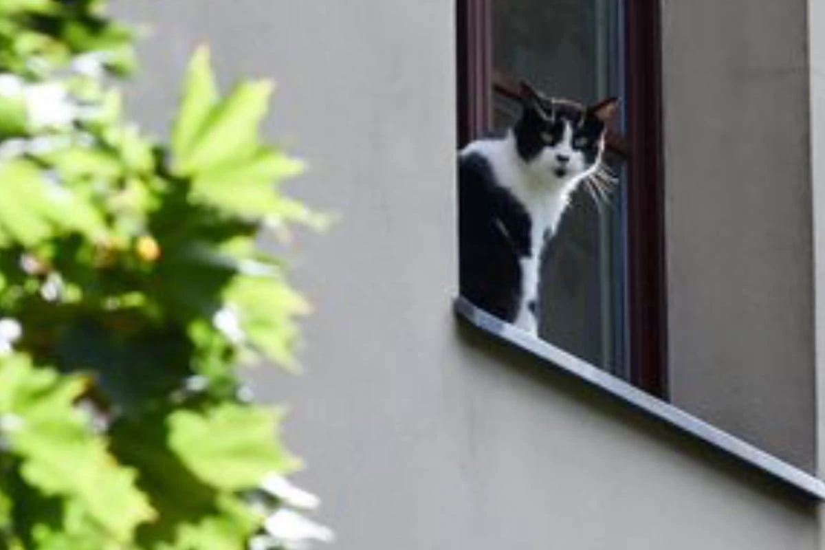 Knochenbrüche, Lähmungen, Tod: Berliner Tierheim richtet dringenden Appell an Katzenhalter