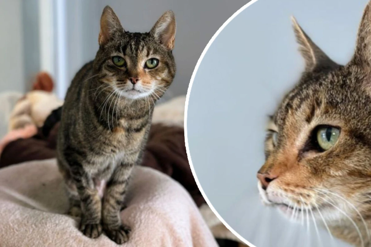 Bilderbuch-Katze sucht neues Zuhause: Wer schenkt Tara ein neues Leben?