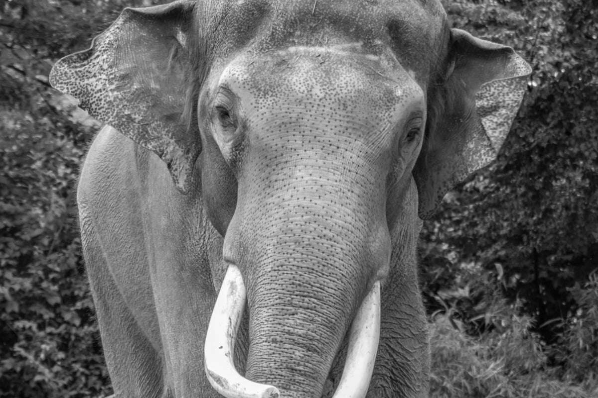 Berliner Zoo nimmt Abschied von Rüsseltier: 