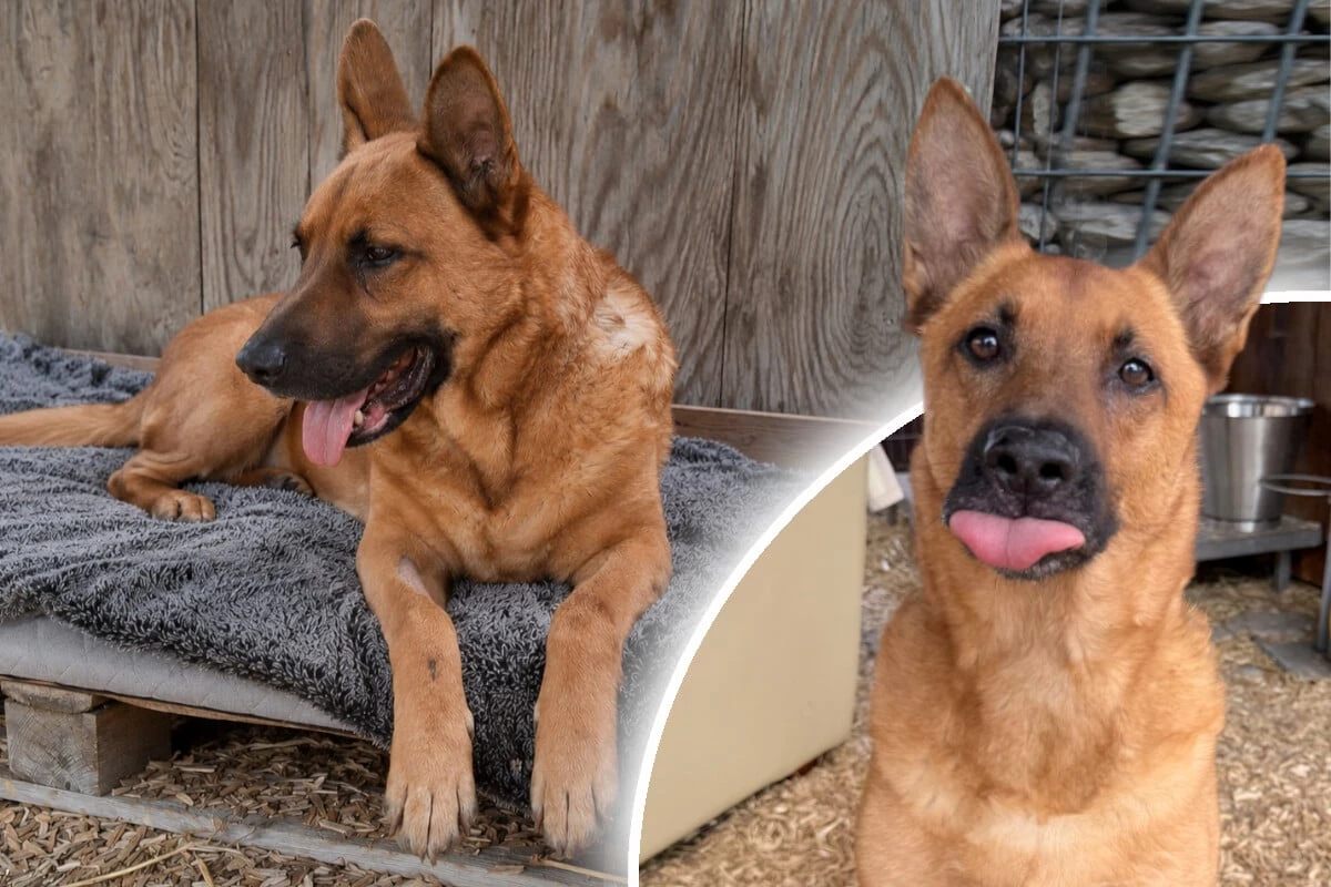 Schäferhund ganz allein: Warum vermisst niemand Sören?