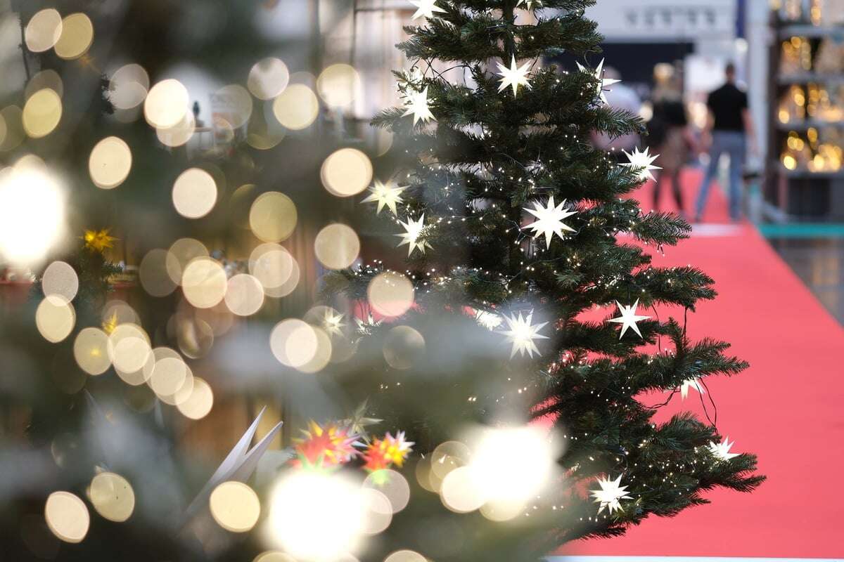 Preise steigen deshalb: Weihnachtsbäume für Berliner und Brandenburger dieses Jahr Luxus?