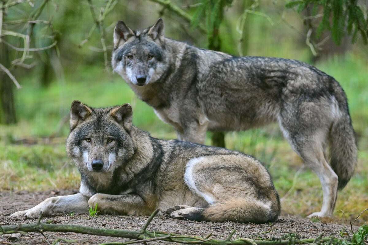 Die Wölfe sind los: So viele Rudel leben in Sachsen