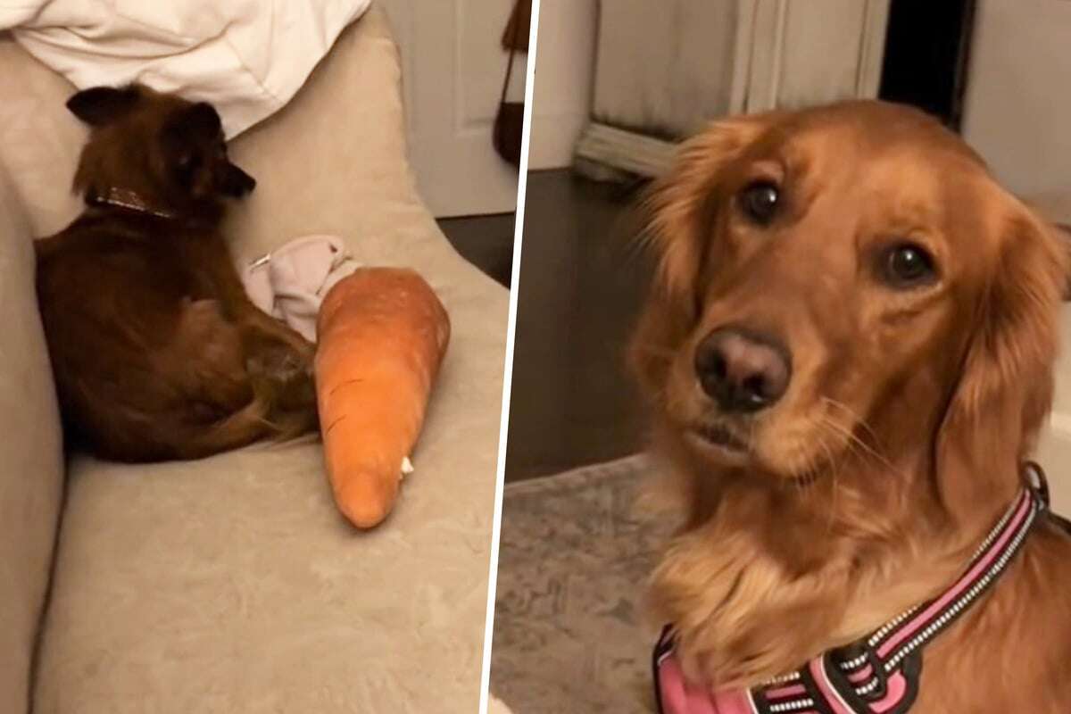 Hund hat nach Rettung riesige Angst: Golden Retriever trifft mit Reaktion alle ins Herz