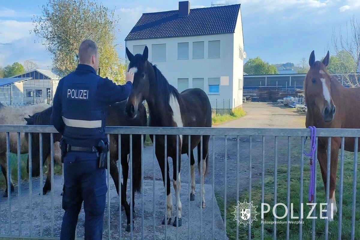 Ostereiersuche im Galopp? Polizei stoppt wagemutige Pferde-Gang
