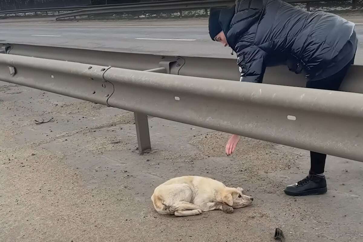 Frauen sehen leblosen Hund auf Autobahn: Als sie näher kommen, ahnen sie, was los ist