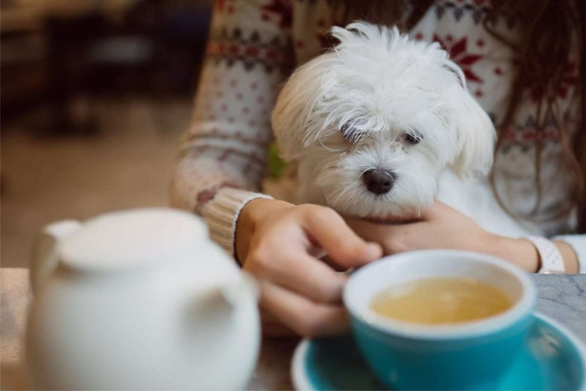 Heilsam oder schädlich: Dürfen Hunde Kamillentee trinken?