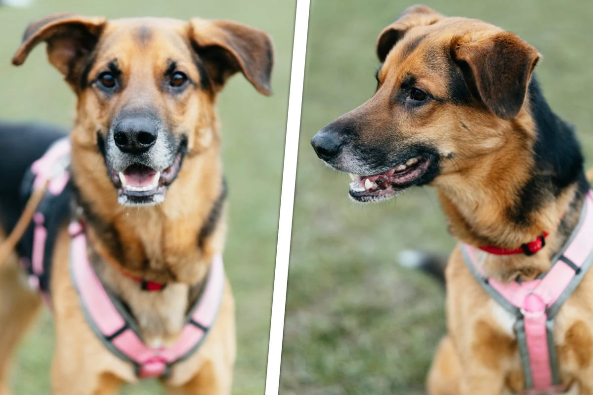 Hübschem Schäferhund gelingt traumhafte Verwandlung: Trotzdem ist Vorsicht geboten
