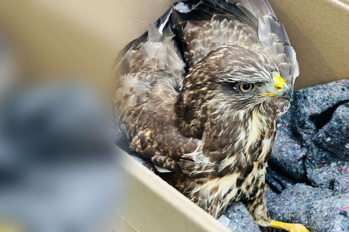 Vom Jäger zum hilflosen Piepmatz: Darum musste die Polizei eingreifen