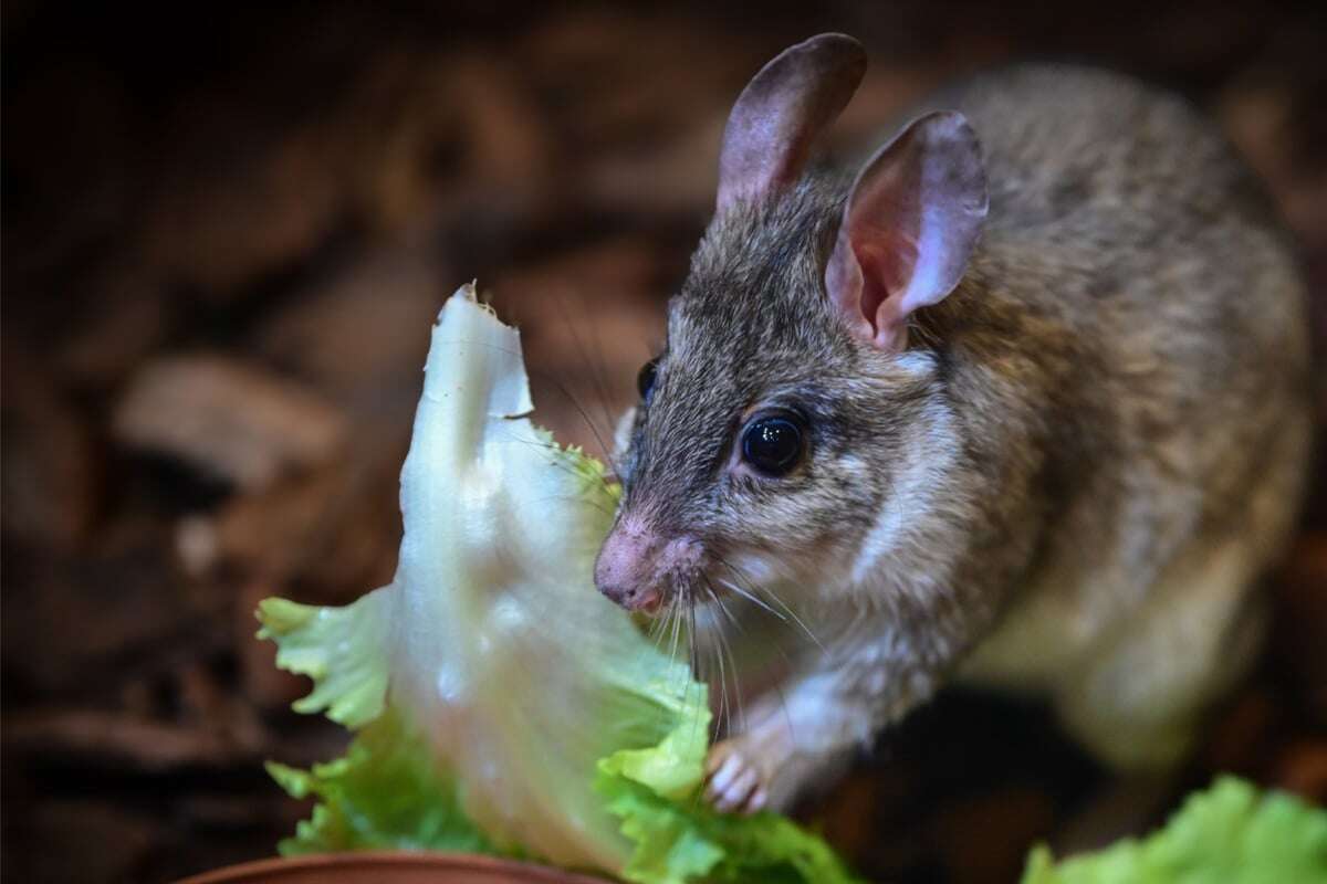 Premiere im Kölner Zoo: Seltene Madagaskar-Springratte ist eingezogen