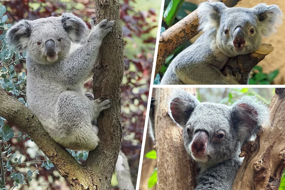 Liebesdreieck bei den Leipziger Koalas: Jetzt soll ein Mann aus Dresden helfen