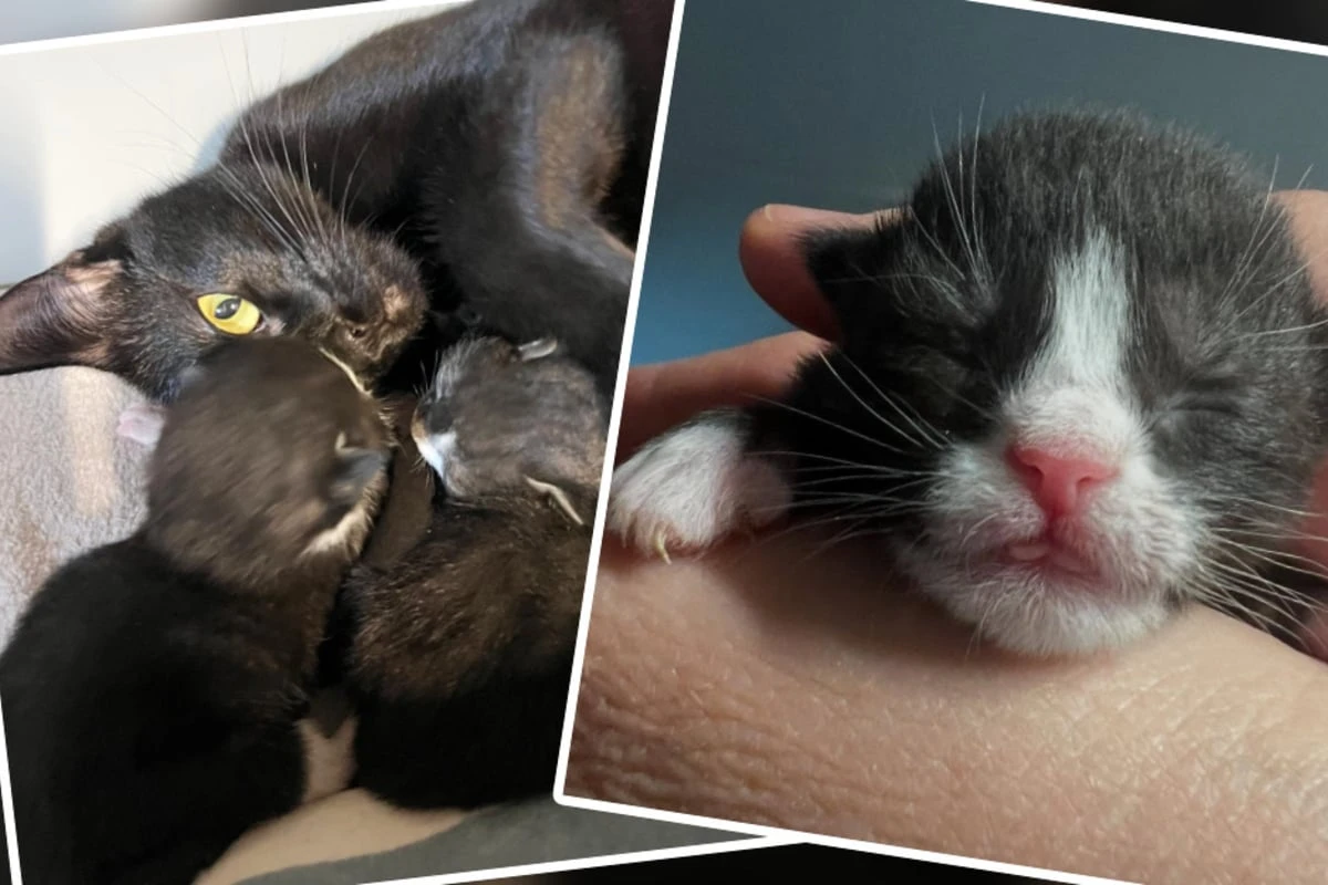 Besitzer liefern schwangere Katze im Tierheim ab: Der Grund macht einfach sprachlos