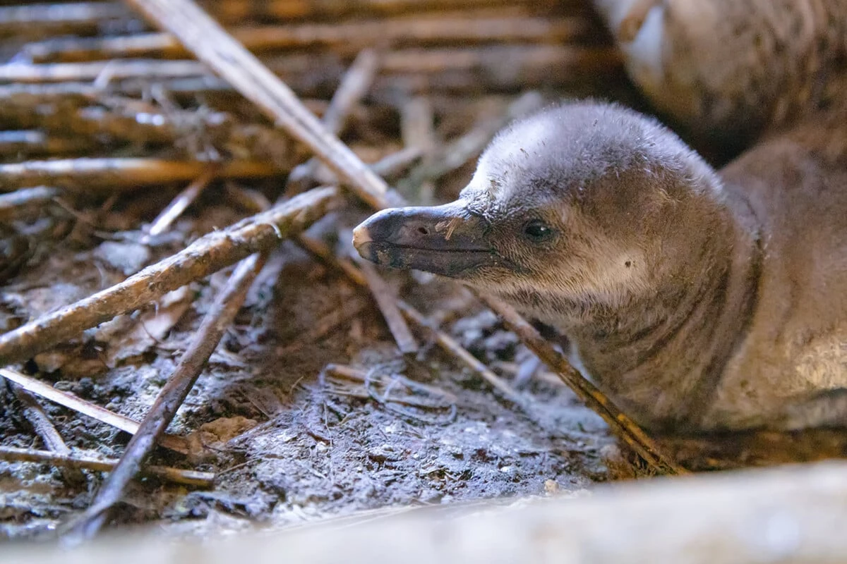 Putziger Pinguinnachwuchs im Ozeaneum - Drei Küken geschlüpft