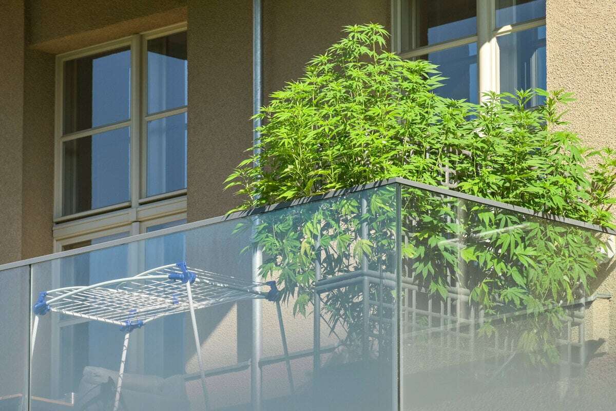 Cannabis in der Dresdner City: Ärger um Balkon-Kiffer