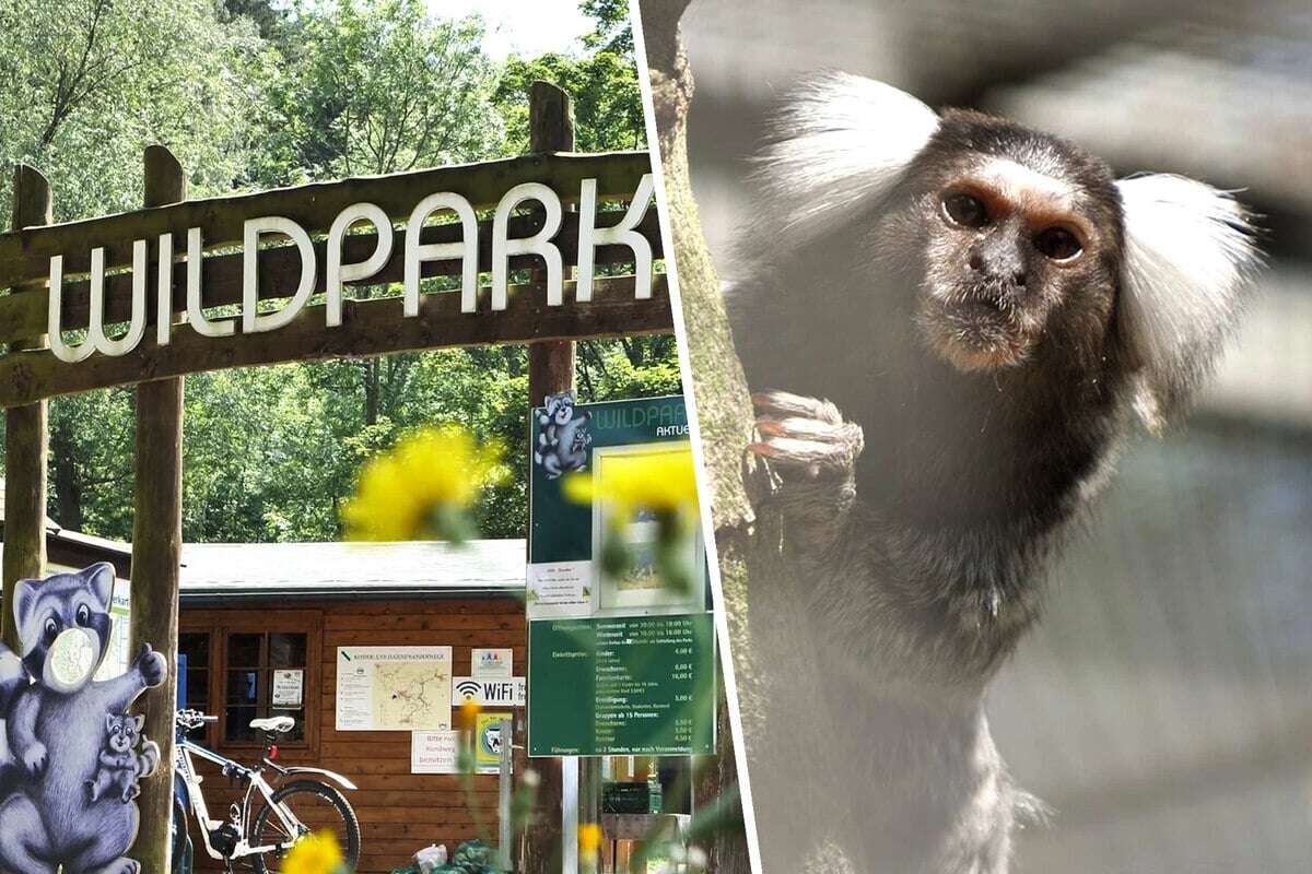 Affen-Diebstahl in Sachsen: Tierpark-Chef hat einen Verdacht